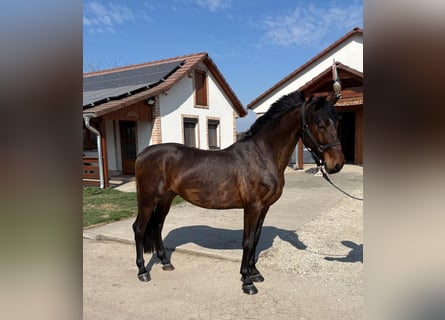 Hungarian Sport Horse, Gelding, 6 years, 14,3 hh, Bay