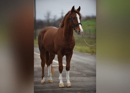 Hungarian Sport Horse, Gelding, 6 years, 15 hh, Chestnut-Red