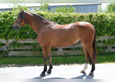Hungarian Sport Horse, Gelding, 6 years, 16.1 hh, Brown
