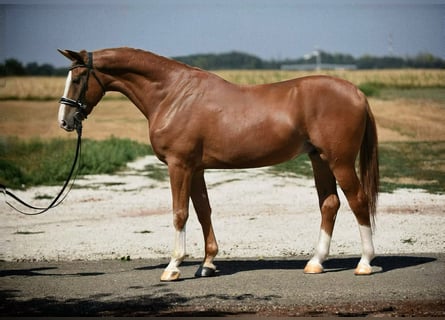 Hungarian Sport Horse, Gelding, 6 years, 16,1 hh, Chestnut-Red