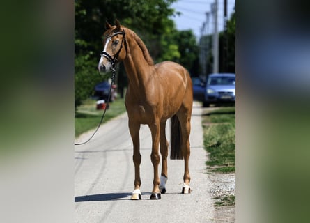 Hungarian Sport Horse, Gelding, 6 years, 16.1 hh, Chestnut-Red