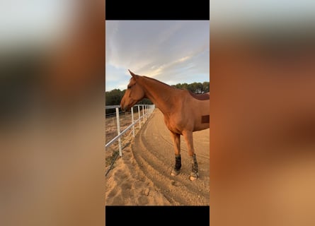 Hungarian Sport Horse, Gelding, 6 years, 16.1 hh, Chestnut-Red