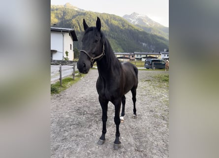 Hungarian Sport Horse, Gelding, 6 years, 16 hh, Black