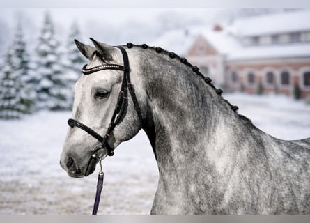 Hungarian Sport Horse, Gelding, 6 years, 16 hh, Grey