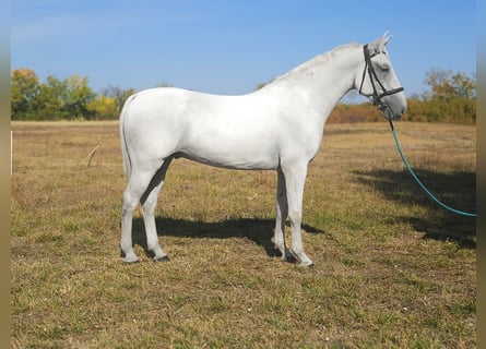 Hungarian Sport Horse, Gelding, 6 years, 17 hh, Grey