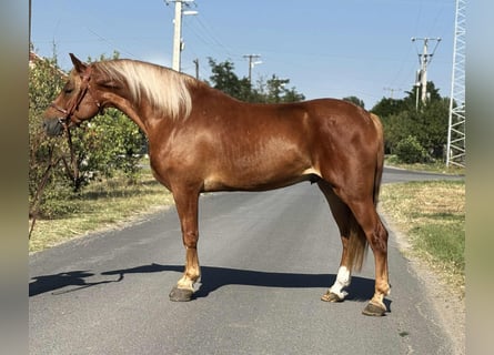 Hungarian Sport Horse, Gelding, 7 years, 15,2 hh, Chestnut-Red