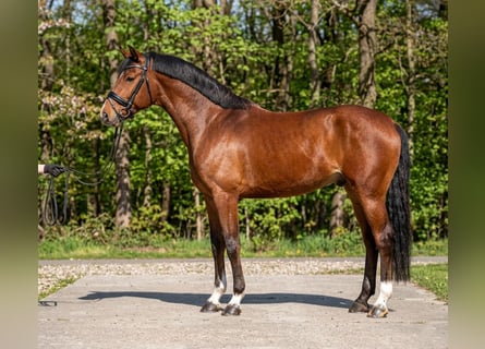 Hungarian Sport Horse, Gelding, 7 years, 16.1 hh, Brown