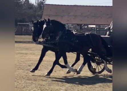 Hungarian Sport Horse, Gelding, 7 years, 16.2 hh, Bay