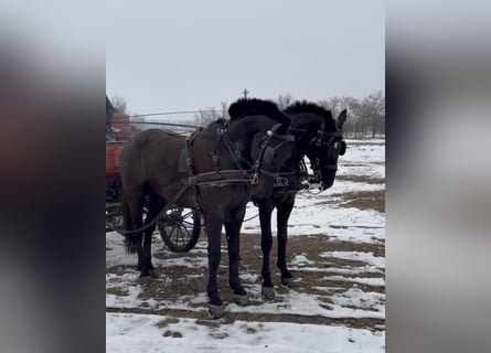 Hungarian Sport Horse, Gelding, 7 years, 16 hh, Black