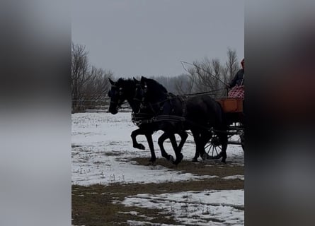 Hungarian Sport Horse, Gelding, 7 years, 16 hh, Black
