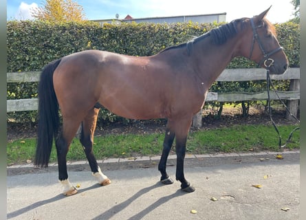 Hungarian Sport Horse, Gelding, 7 years, 16 hh, Brown