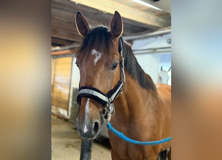 Hungarian Sport Horse, Gelding, 7 years, 16 hh, Brown