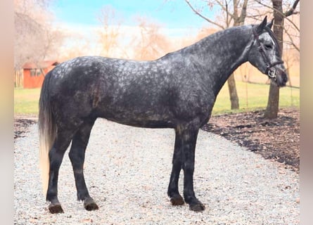 Hungarian Sport Horse Mix, Gelding, 7 years, 16 hh, Gray-Dapple
