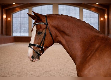 Hungarian Sport Horse, Gelding, 7 years, 16,1 hh, Chestnut