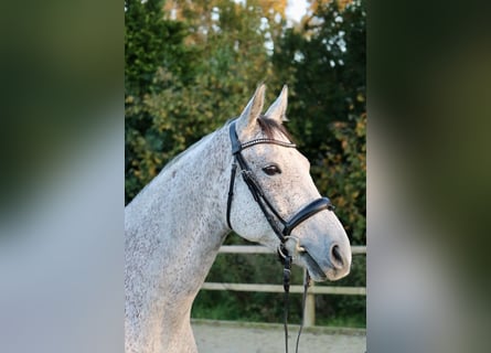 Hungarian Sport Horse, Gelding, 7 years, 16,1 hh, Grey-Fleabitten