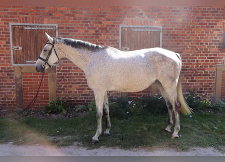 Hungarian Sport Horse, Gelding, 7 years, 16,1 hh