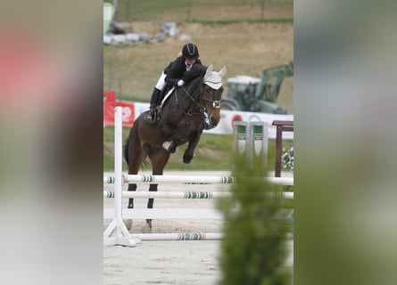 Hungarian Sport Horse, Gelding, 7 years, 17.1 hh, Bay-Dark