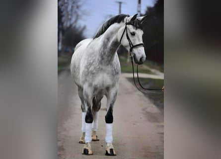 Hungarian Sport Horse, Gelding, 8 years, 16.1 hh, Grey