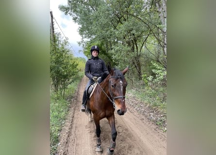 Hungarian Sport Horse Mix, Gelding, 8 years, 16 hh, Bay-Dark