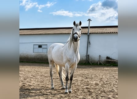 Hungarian Sport Horse Mix, Gelding, 8 years, 16 hh, Grey