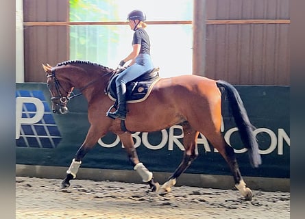 Hungarian Sport Horse, Gelding, 8 years, 16,1 hh, Brown
