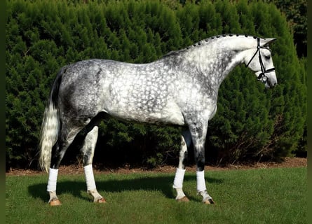 Hungarian Sport Horse, Gelding, 8 years, 16,1 hh, Grey
