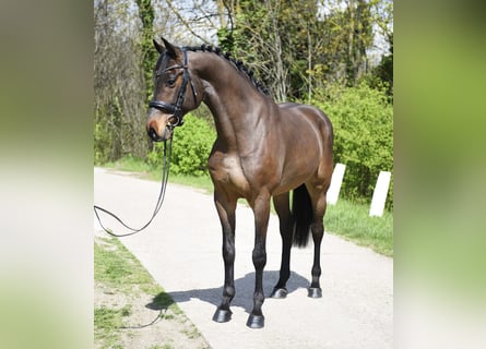 Hungarian Sport Horse, Gelding, 8 years, 16,2 hh, Brown