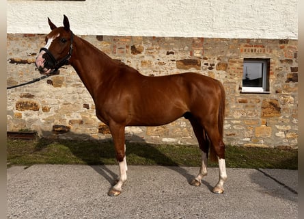 Hungarian Sport Horse, Gelding, 9 years, 15,3 hh