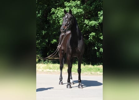 Hungarian Sport Horse, Gelding, 9 years, 16 hh, Black