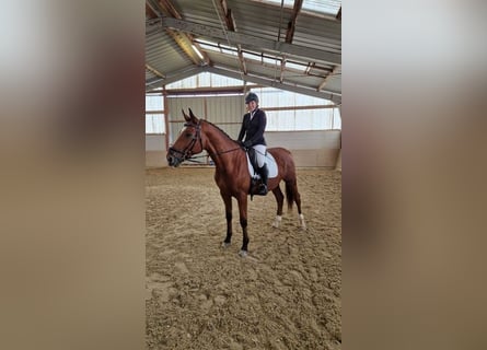Hungarian Sport Horse, Gelding, 9 years, 16,2 hh, Brown
