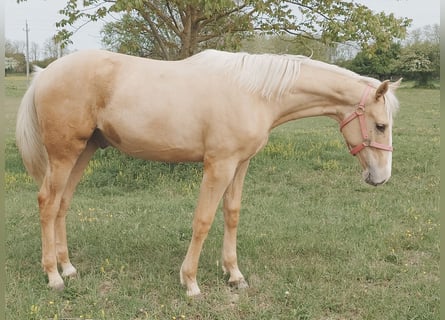 Hungarian Sport Horse, Gelding, Foal (01/2026), 15.1 hh, Palomino