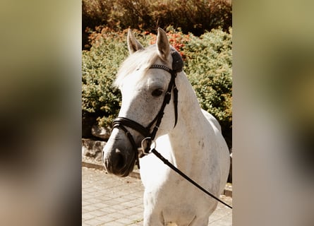 Hungarian Sport Horse, Mare, 10 years, 13,2 hh, White
