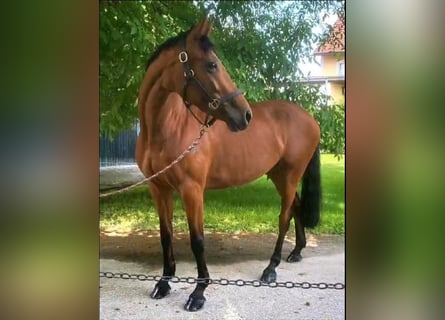 Hungarian Sport Horse, Mare, 10 years, 15,2 hh, Brown