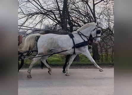 Hungarian Sport Horse, Mare, 11 years, 15.2 hh, White