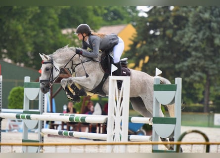 Hungarian Sport Horse, Mare, 12 years, 16 hh, Gray