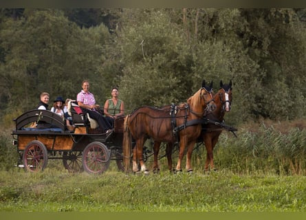 Hungarian Sport Horse, Mare, 14 years, 15.2 hh, Chestnut-Red