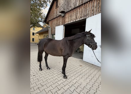 Hungarian Sport Horse, Mare, 16 years, 14.1 hh, Black