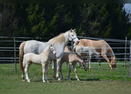 Hungarian Sport Horse, Mare, 16 years, 16.1 hh, Perlino