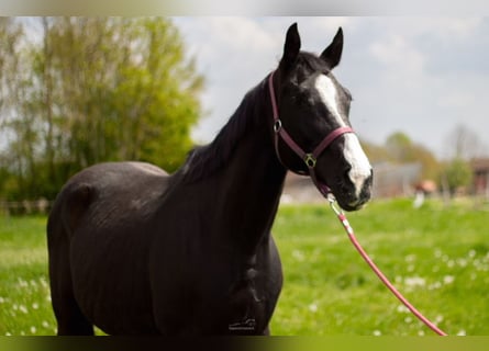 Hungarian Sport Horse, Mare, 16 years, 16.2 hh, Black
