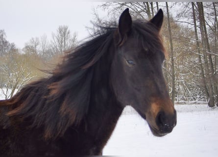 Hungarian Sport Horse Mix, Mare, 2 years, 14 hh, Bay-Dark