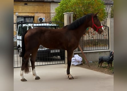 Hungarian Sport Horse, Mare, 3 years, 16,1 hh