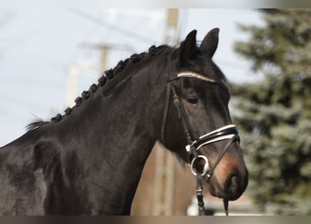 Hungarian Sport Horse, Mare, 4 years, 16.1 hh, Black