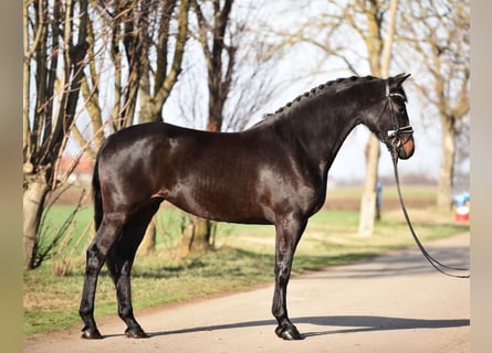 Hungarian Sport Horse, Mare, 4 years, 16.2 hh, Bay-Dark