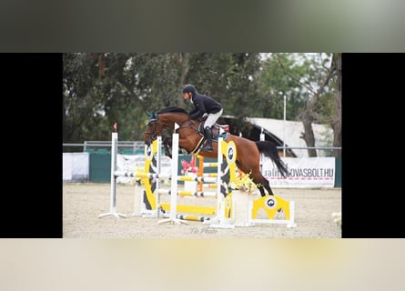 Hungarian Sport Horse, Mare, 4 years, 16,2 hh, Bay