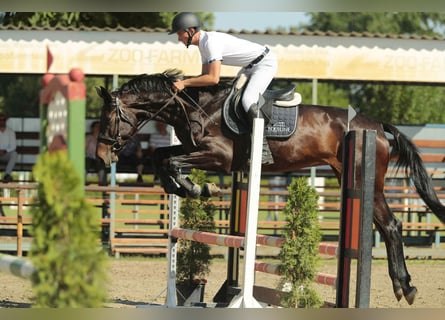 Hungarian Sport Horse, Mare, 5 years, 17.1 hh, Brown