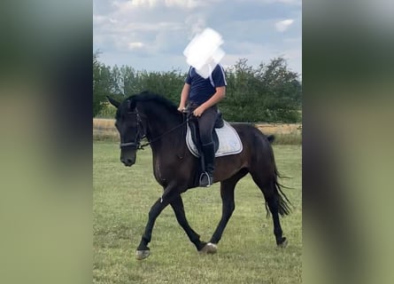 Hungarian Sport Horse, Mare, 6 years, 15.2 hh, Bay-Dark