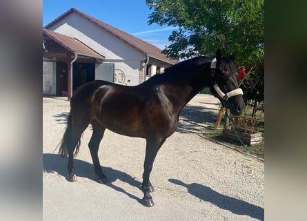 Hungarian Sport Horse, Mare, 6 years, 15,2 hh, Bay-Dark