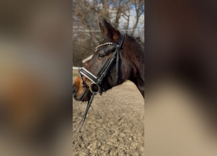 Hungarian Sport Horse, Mare, 6 years, 15,2 hh, Bay
