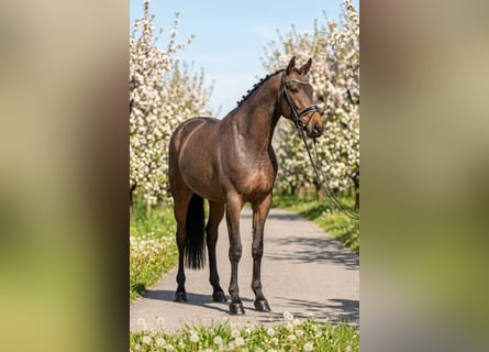 Hungarian Sport Horse, Mare, 6 years, 15,2 hh, Bay