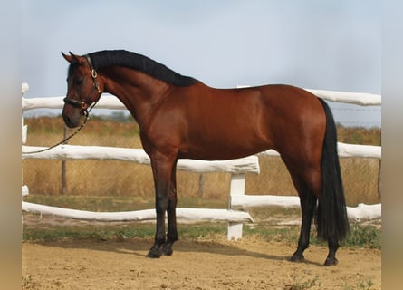 Hungarian Sport Horse, Mare, 6 years, 16 hh, Brown